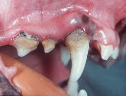 Keen Street Veterinary Clinic - Dentist Search 1
