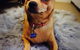 Motto Farm Veterinary Hospital - thumb 2
