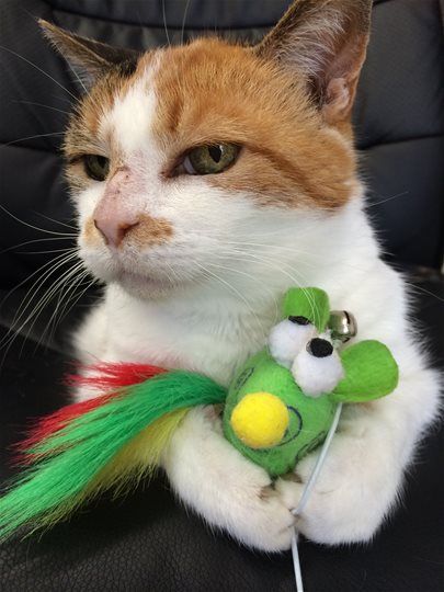 Yandina Vet Clinic - Dentist Find 1