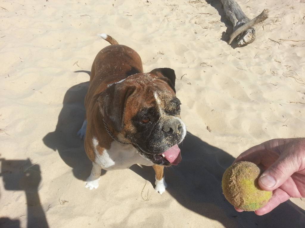 Diamond Beach Veterinary Clinic