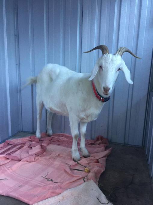 Austinmer NSW Dentist Find