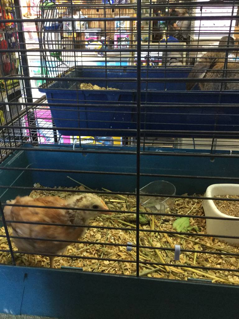Pets R Us Raymond Terrace
