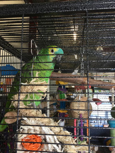 Pets R Us Raymond Terrace - Dentist Find 1