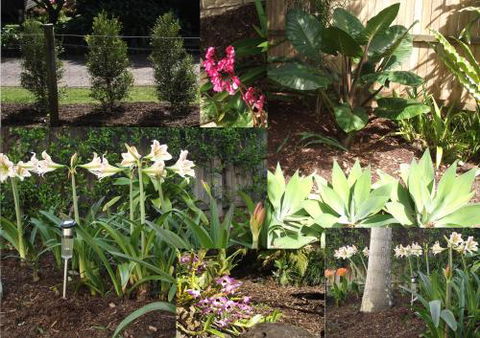 Teven Valley Tea Tree Mulch - Dentist Search 3