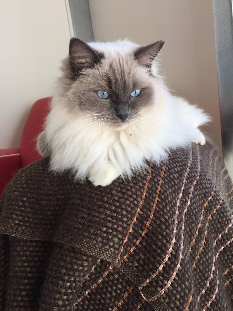 Purrrfect Coffs Cat BB