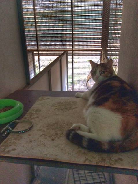 Desiderata Cattery
