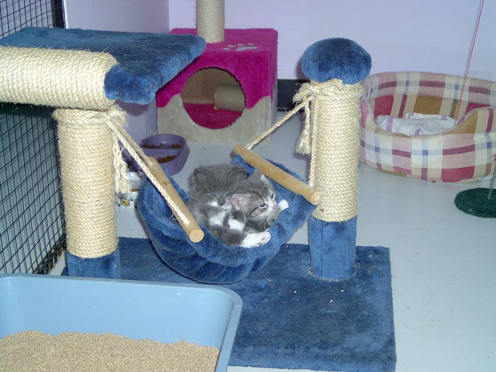 Pussycat Park