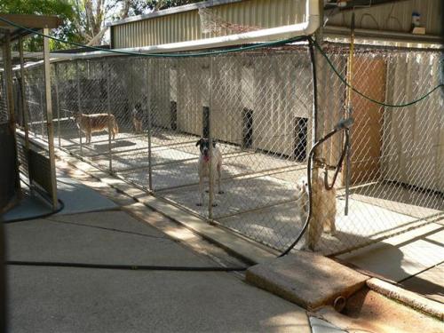 Eumundi Pet Resort