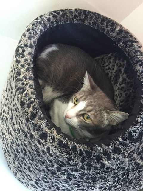 The Getaway Cattery - Dentist Search 1