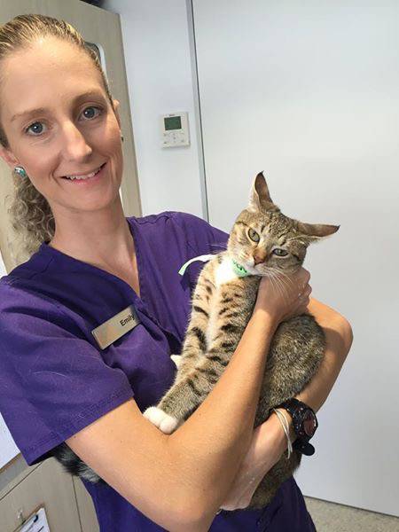 The Getaway Cattery - Dentist Search 3