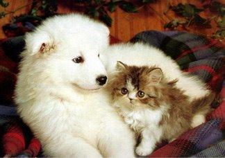 Rockhampton Boarding Kennels  Cattery