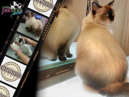 Darwin Pet Spa  Grooming