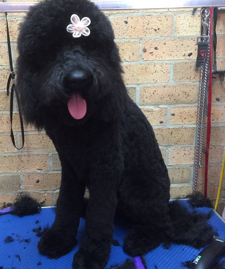Bubbles Grooming Salon