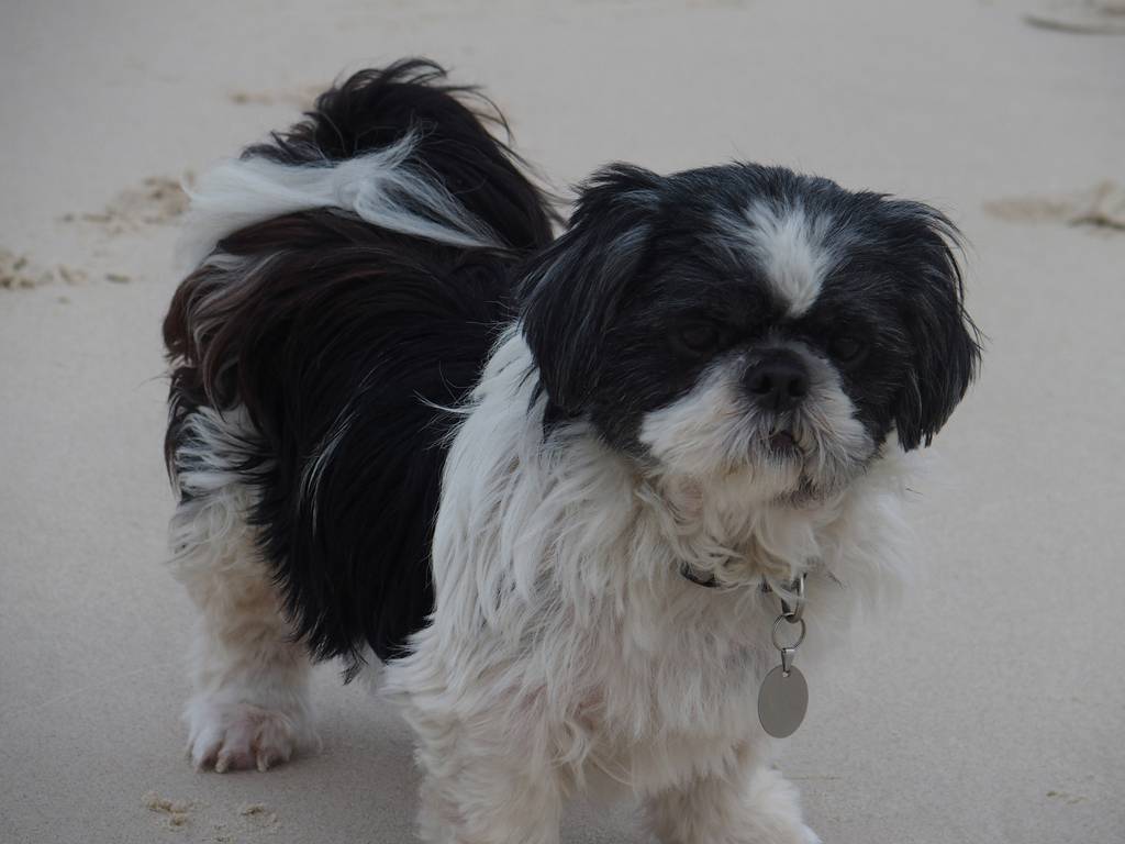 Absolutely Gorgeous Dog Grooming Salon