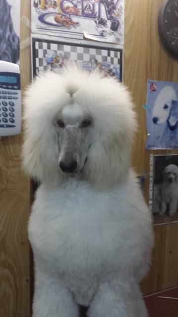 Doggie Fashion Grooming Salon