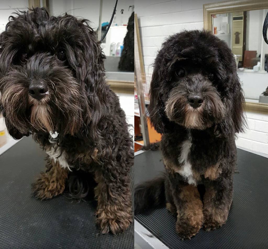 DGA Grooming Studio