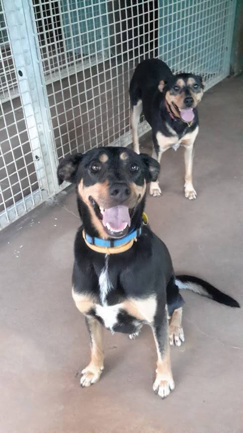 Bees Creek Boarding Kennels