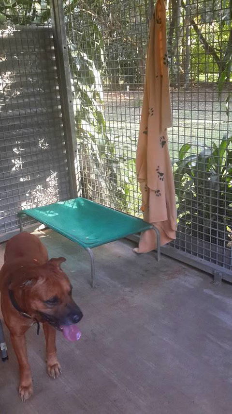 Bees Creek Boarding Kennels - Dentist Find 3