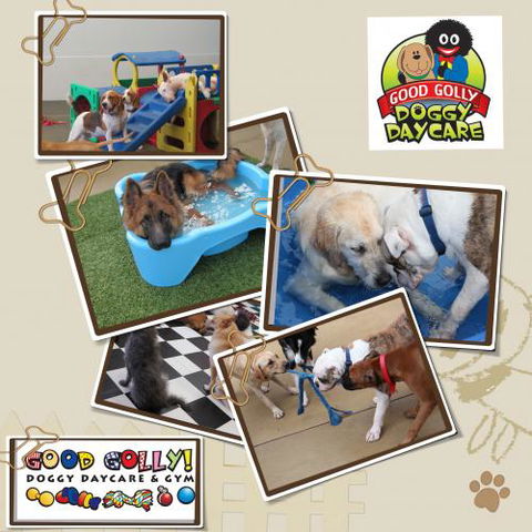 Good! Golly K9 Academy - Dentist Find 0