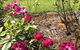 A Rosemere Roses - thumb 0