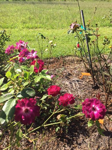 A Rosemere Roses - Dentist Find 0