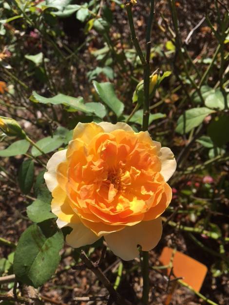 A Rosemere Roses - Dentist Find 1
