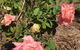 A Rosemere Roses - thumb 2