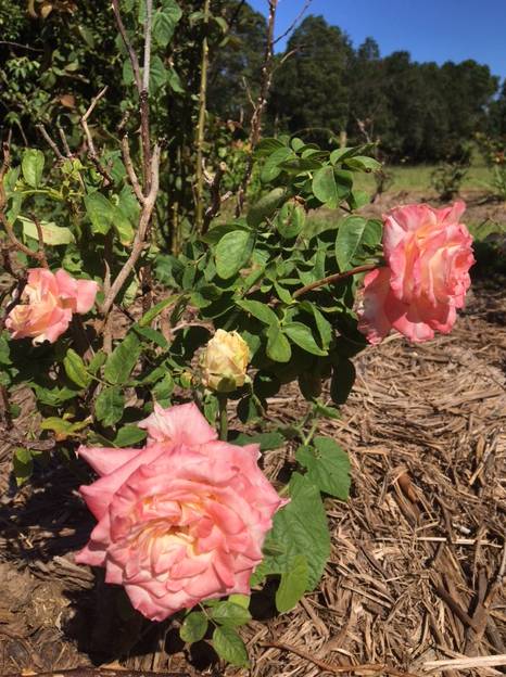 A Rosemere Roses - Dentist Find 2
