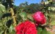 A Rosemere Roses - thumb 3