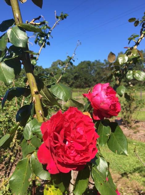 A Rosemere Roses - Dentist Find 3