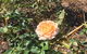 A Rosemere Roses - thumb 4