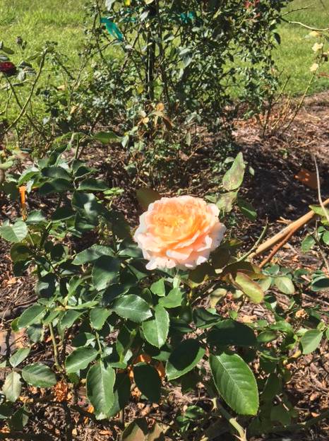 A Rosemere Roses - Dentist Find 4