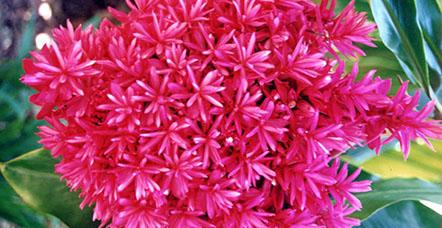 Arnhem Nursery