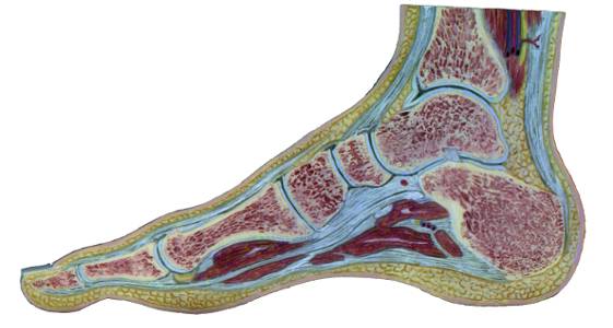 The Hunter Foot Clinic